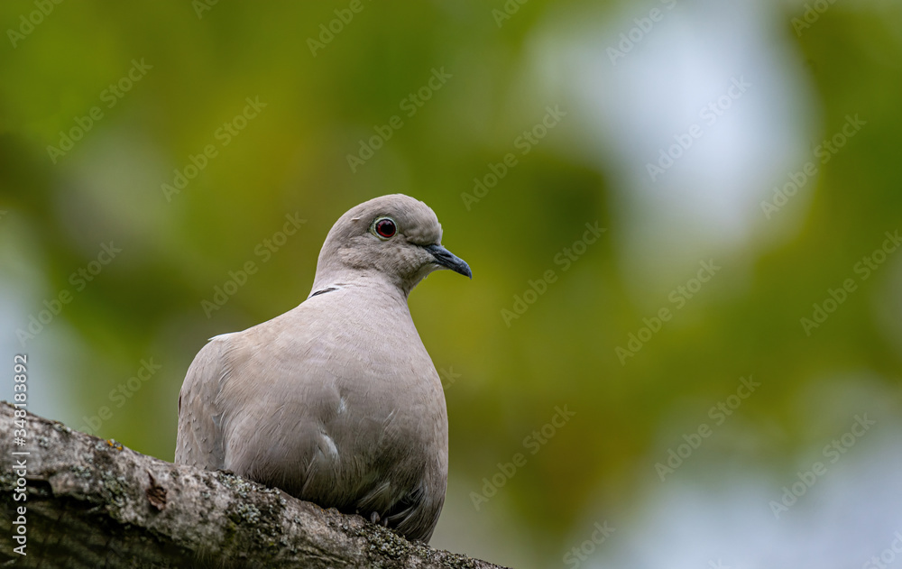 Close up of Eurasian collared dove, Streptopelia decaocto Close up of Eurasian collared dove, Streptopelia decaocto