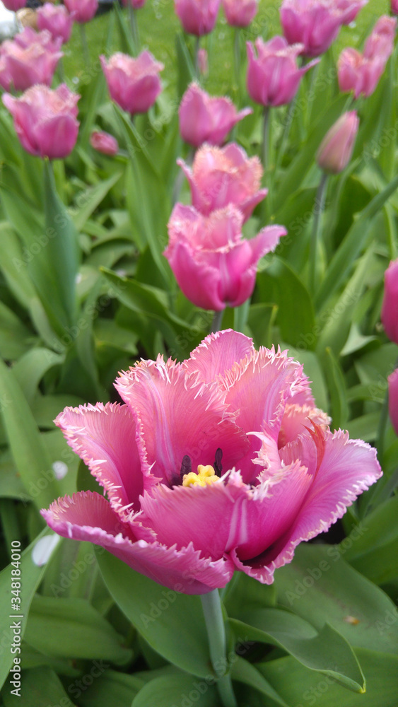 Fototapeta premium Beautiful pink tulips at Keukenhof gardens in Holland