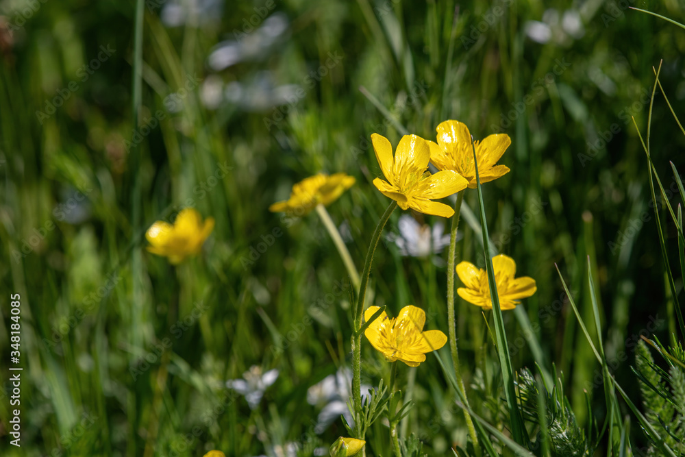 Closeup photo of St. Anthony Turnip (Ranunculus bulbosus) wild flower