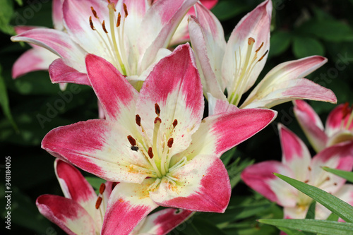 Pink and Cream Asiatic Lily