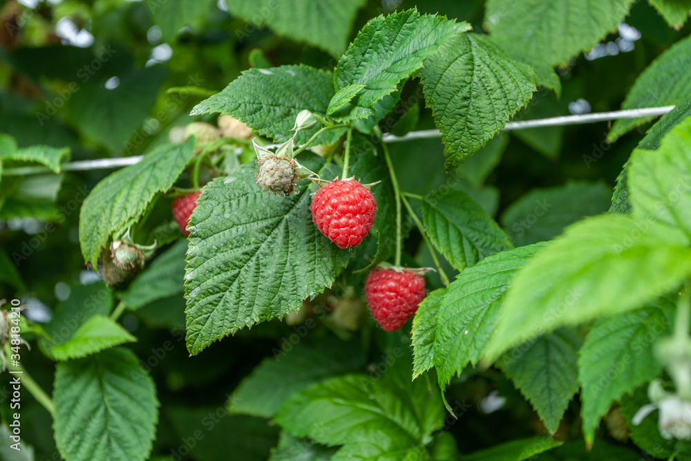 Growing red and green raspberries in a greenhouse Growing red and green raspberries in a greenhouse