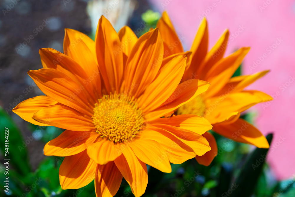 A close-up photo of a beautiful and cheerful garden African daisy flower (Gazania, Asteraceae family), bright colours on dark background. Shallow depth of field. A close-up photo of a beautiful and cheerful garden African daisy flower (Gazania, Asteraceae family), bright colours on dark background. Shallow depth of field.