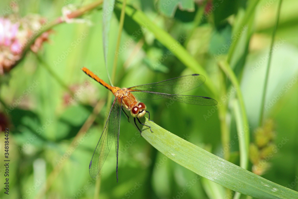 Dragonfly on Blade of Grass Dragonfly on Blade of Grass