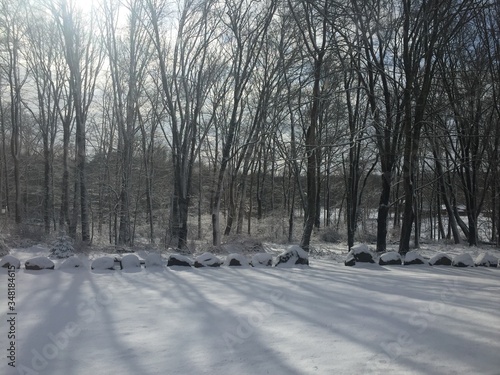 shadow of trees on the winter snow