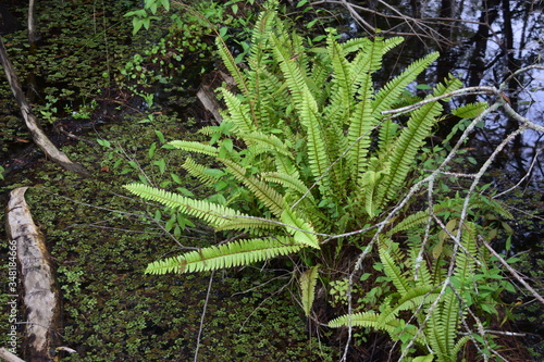 A green plant in a forestundefined