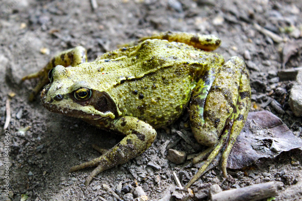 frog on the ground taken on Bray Head in the woods on a cloudy summers.
Bray, County Wicklow, Ireland frog on the ground taken on Bray Head in the woods on a cloudy summers.
Bray, County Wicklow, Ireland