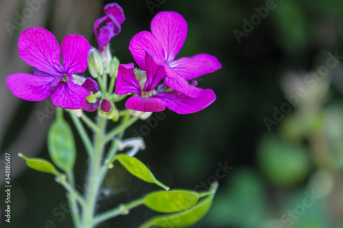 purple flower in the garden © Neil