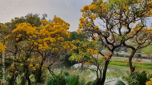 tree in autumn