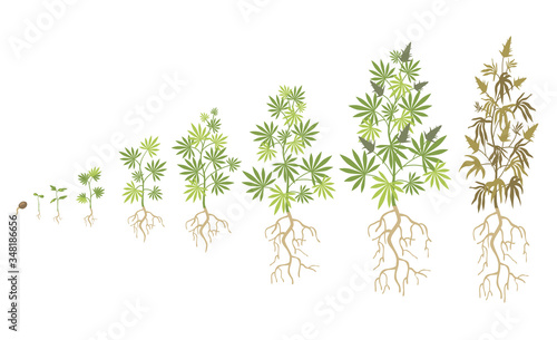 Hemp plant growth cycle flat vector collection. Cannabis or marijuana growing illustration set. Weed planting and ganja life development concept
