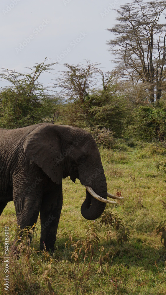 Fototapeta premium elephant in the wild