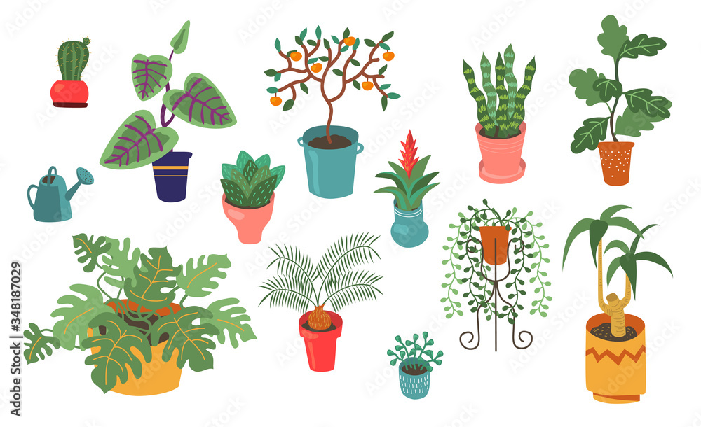 Various home plants flat vector collection. Cartoon cute succulent, cactus, ficus, orange tree in pot illustration set. Houseplants and indoor garden concept Various home plants flat vector collection. Cartoon cute succulent, cactus, ficus, orange tree in pot illustration set. Houseplants and indoor garden concept