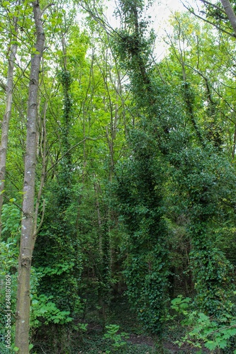 Fototapeta Naklejka Na Ścianę i Meble -  Trees in the forest