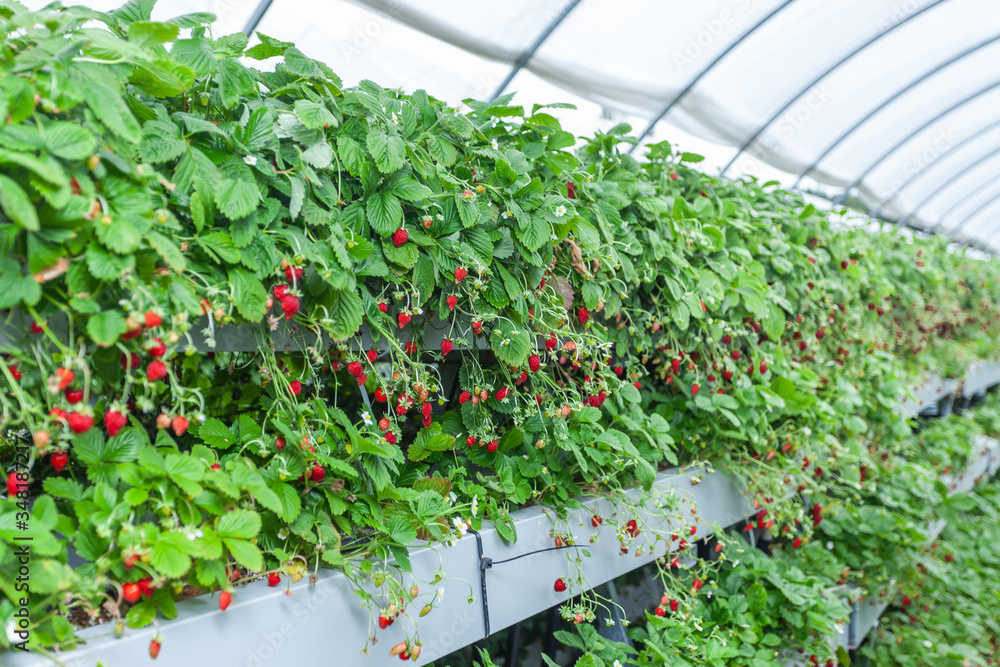 Growing red strawberries and wild strawberries in a greenhouse Growing red strawberries and wild strawberries in a greenhouse
