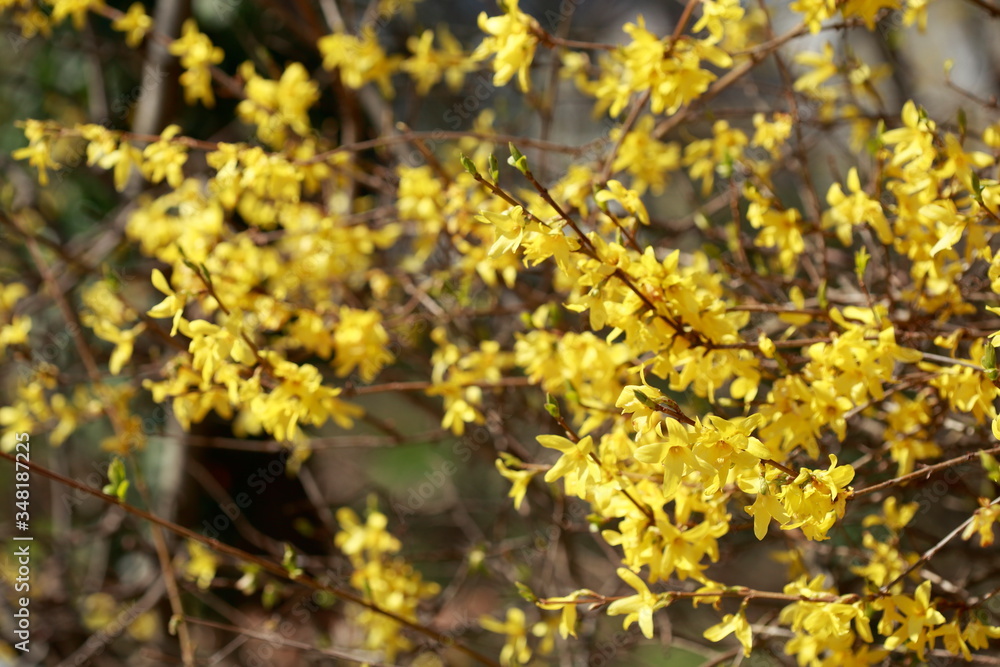 Yellow forsythia flowers , forsythia, gold bell (forsythia), background image