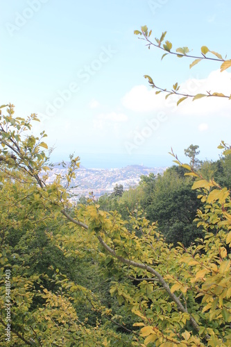 landscape with trees