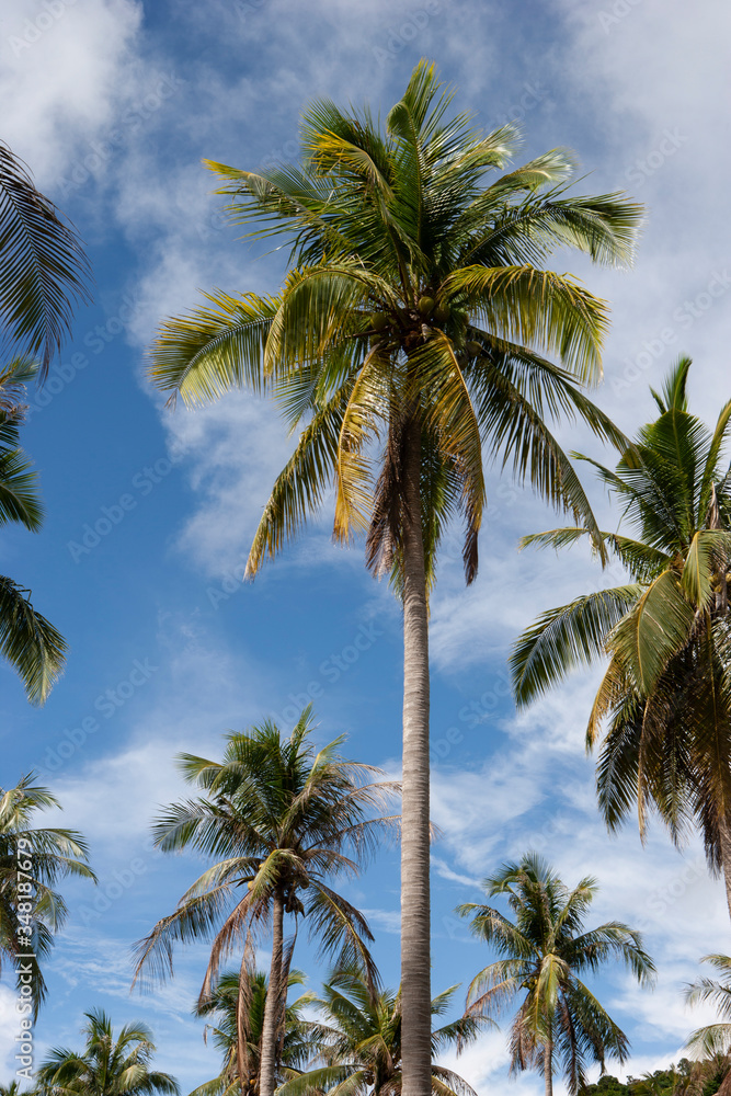 
Palm grove on a tropical island. Ko Ngai, Krabi province.
