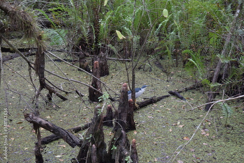 A group oftrees in a forestundefined