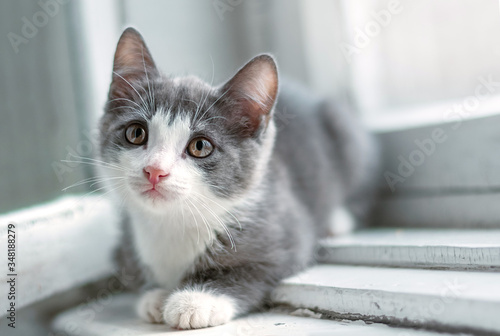 Little funny gray kitten with white nose and long mustache