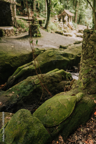 buddha statue in the woods