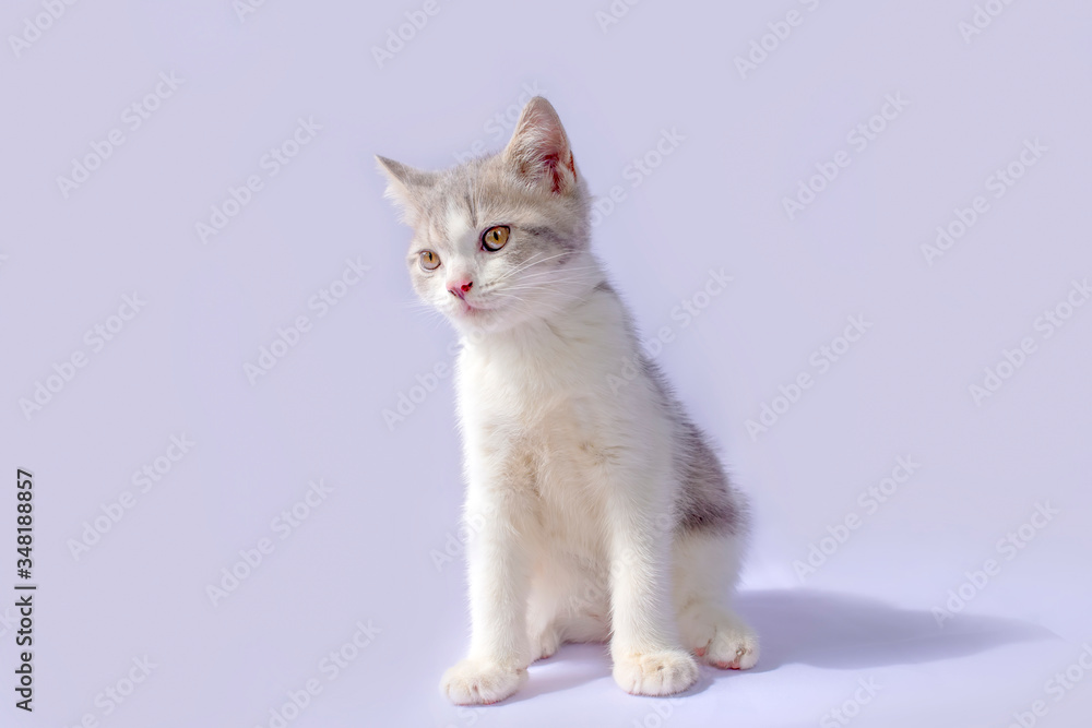 Scottish Fold kittens are sitting on purple background. Portrait of the white kittens are sitting for look something.