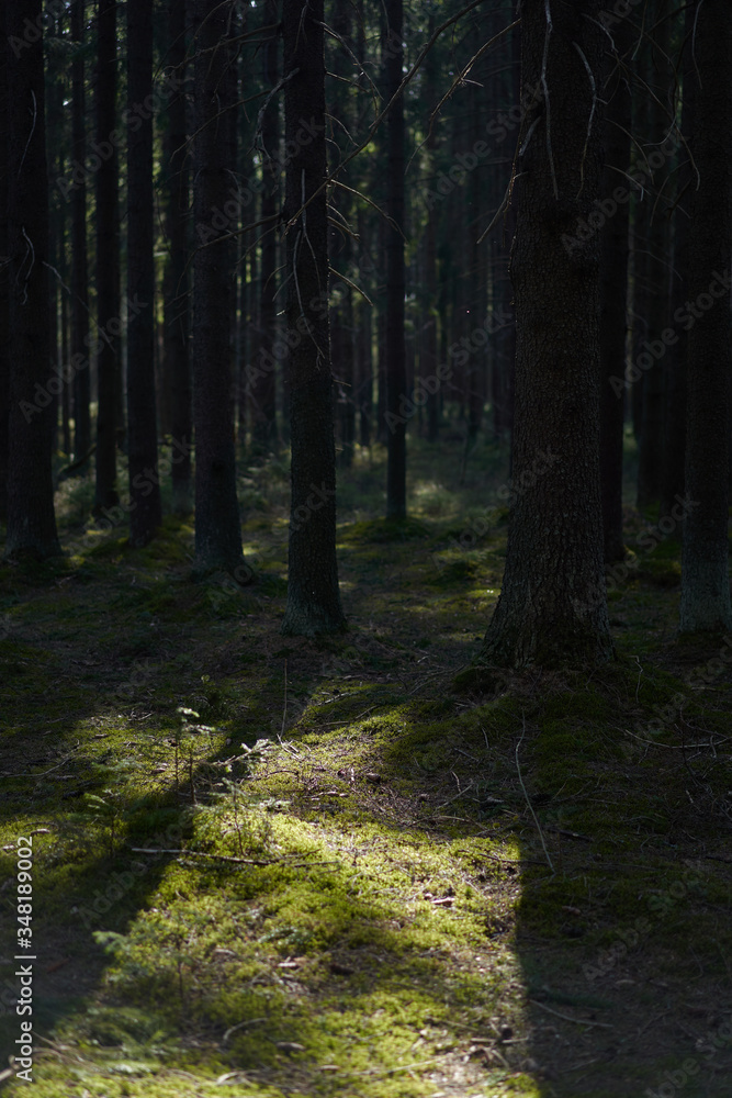 Spruce trunks in a green spring coniferous forest, covered with moss.