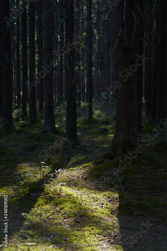 Spruce trunks in a green spring coniferous forest, covered with moss.