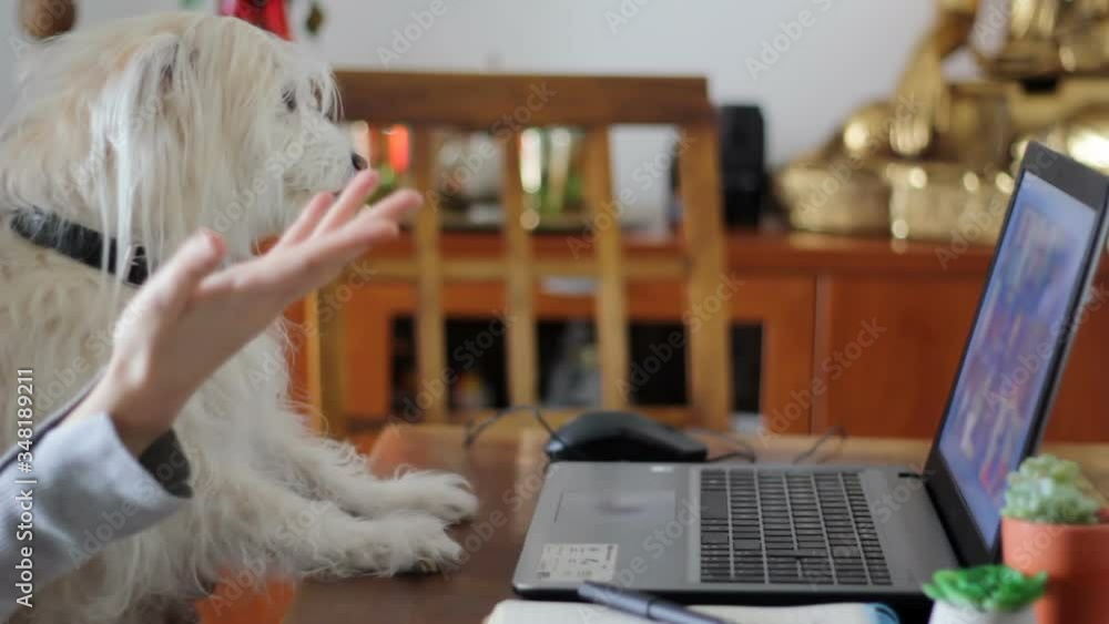 Woman having a meeting call with dog on her lap Woman having a meeting call with dog on her lap