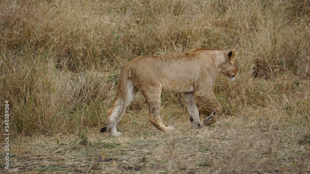Naklejka premium lion walking in tanzania