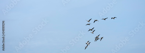 geese in blue sky
