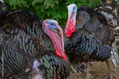 Two male turkeys (meleagris gallopavo) in front of a green bush