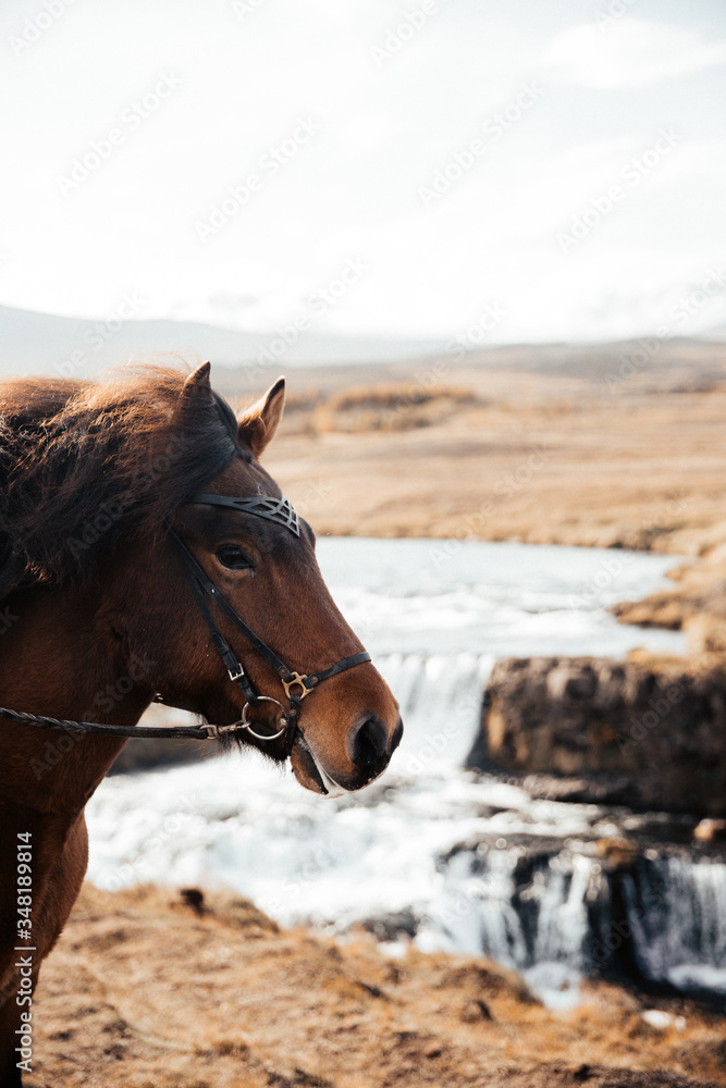 Obraz premium horse picture waterfall background