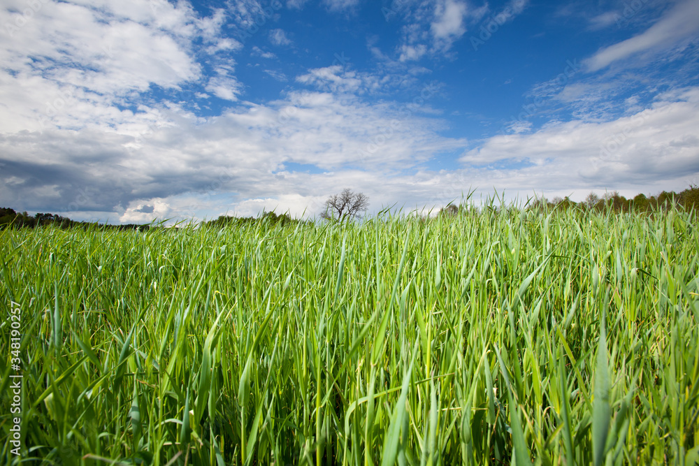 Młode żyto na tle błękitnego nieba z chmurami.