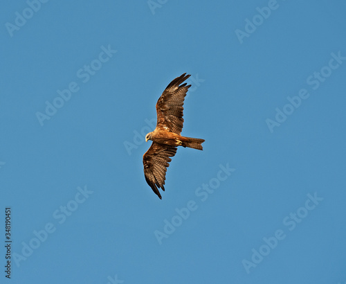 Wild black kite bird in flight on blue sky background