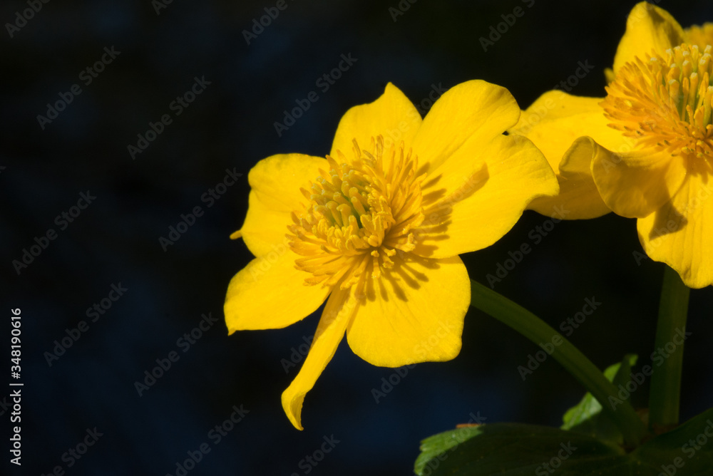 Yellow marsh-marigold in dark background Yellow marsh-marigold in dark background