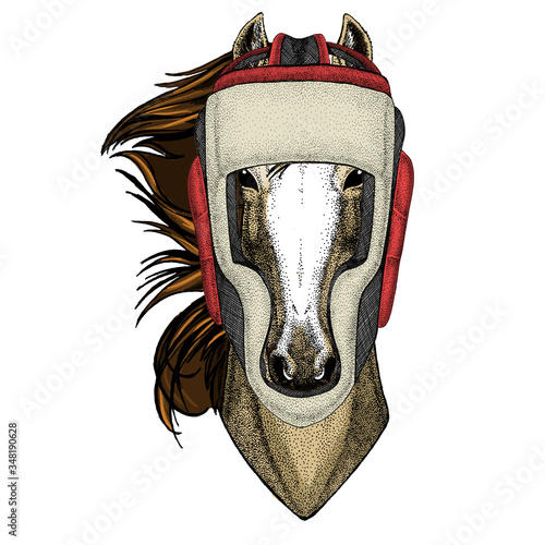 Horse, steed, courser. Portrait of wild animal. Boxing helmet.