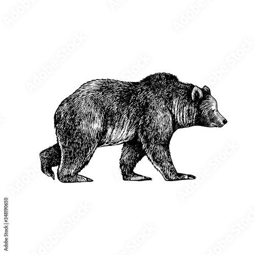 .Big brown bear or Grizzly. Hand drawn vector illustration. Vintage image of a wild animal.