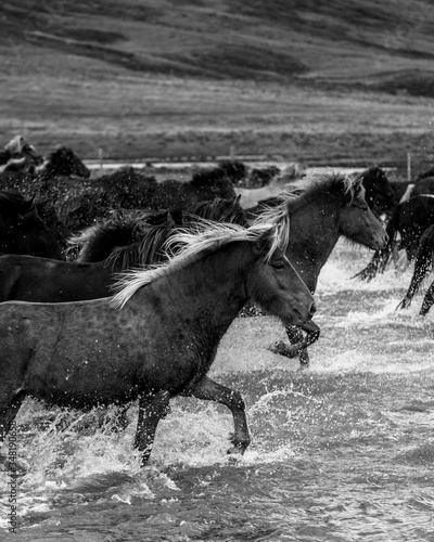 majestic horses cross river