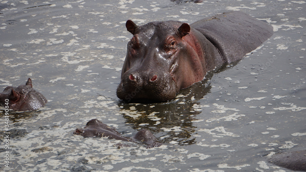 Fototapeta premium hippopotamus in river