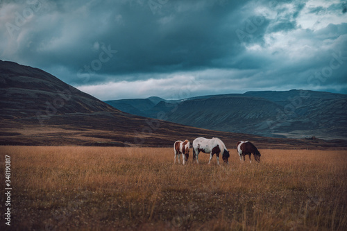 family or horses in iceland