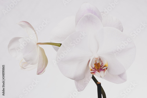 Inflorescence of a white orchid on a yellow background