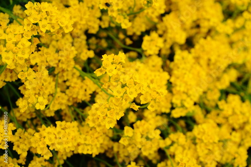 Zbliżenie na żółte kwiaty smagliczki