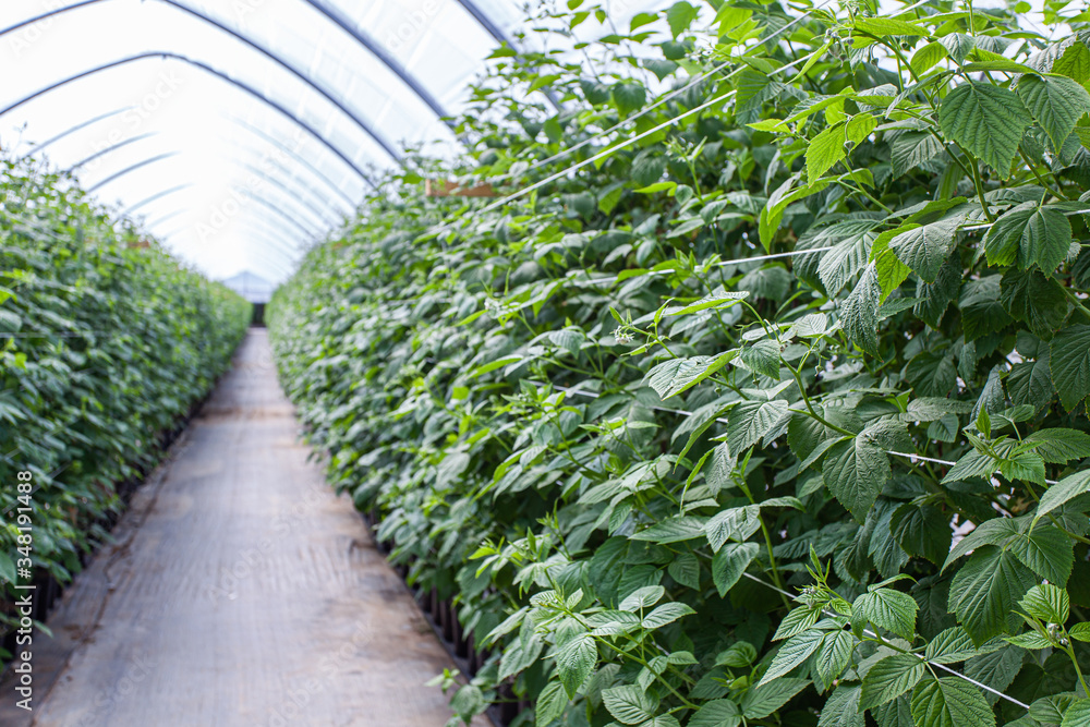 Greenhouse with young raspberry bushes