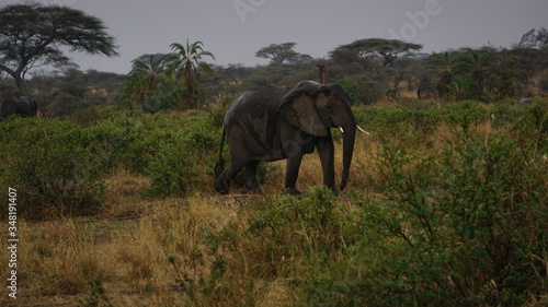 Photography elephants in the wild
