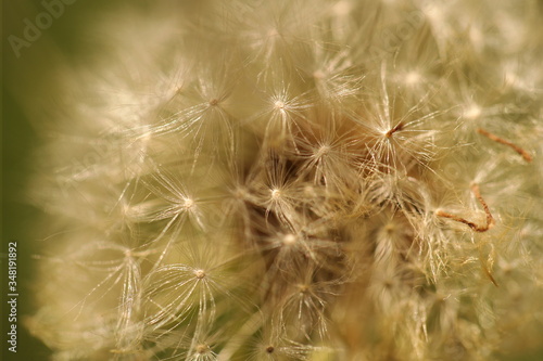 close up dandelion seeds 