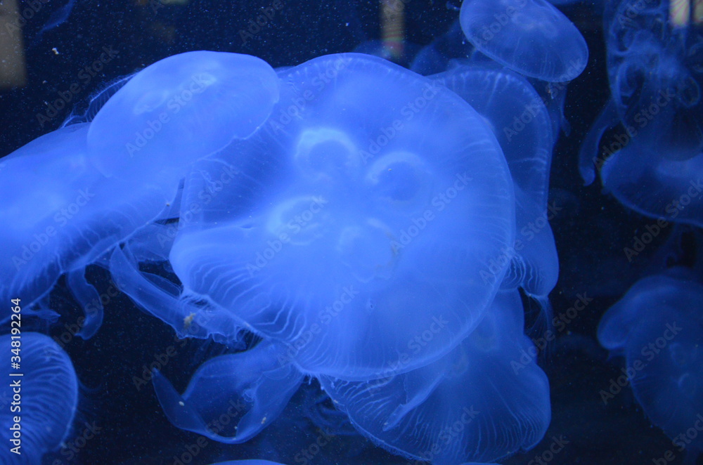 Fototapeta premium Beautiful illuminated jellyfish at aquarium in Berlin