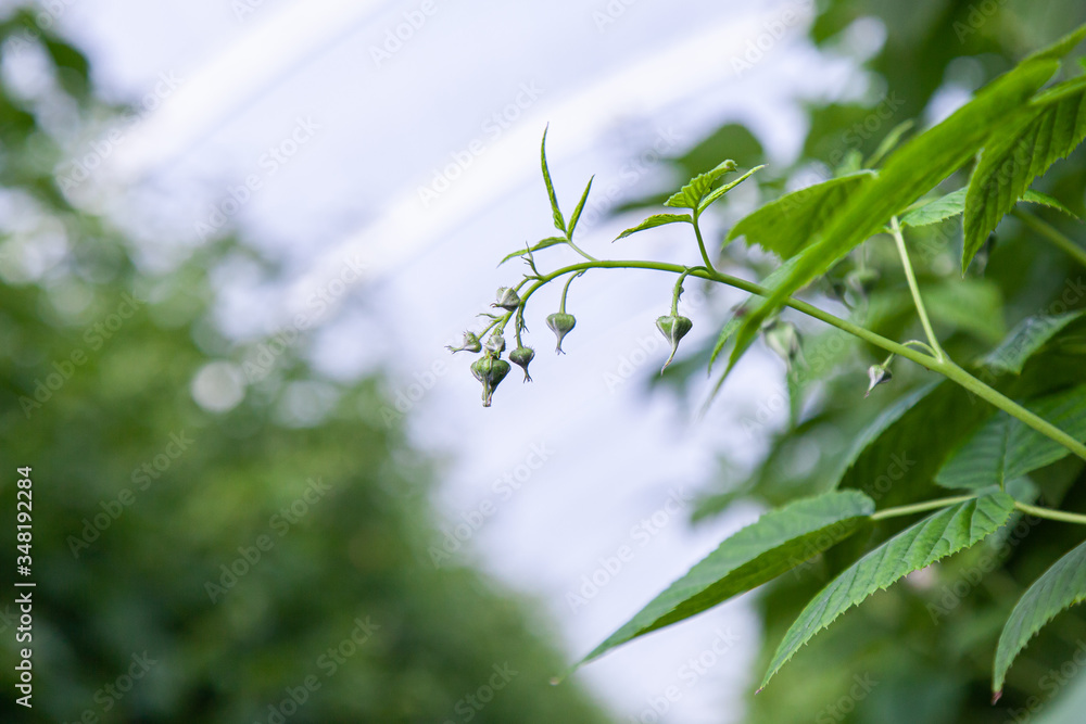 Naklejka premium Greenhouse with young raspberry bushes