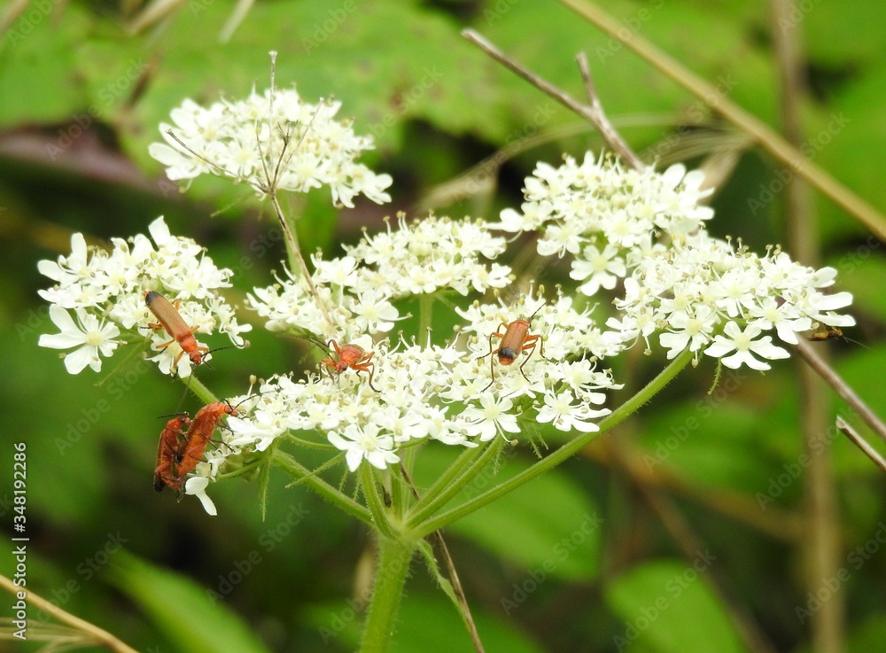 A group of brown instincts walks on white flowers A group of brown instincts walks on white flowers