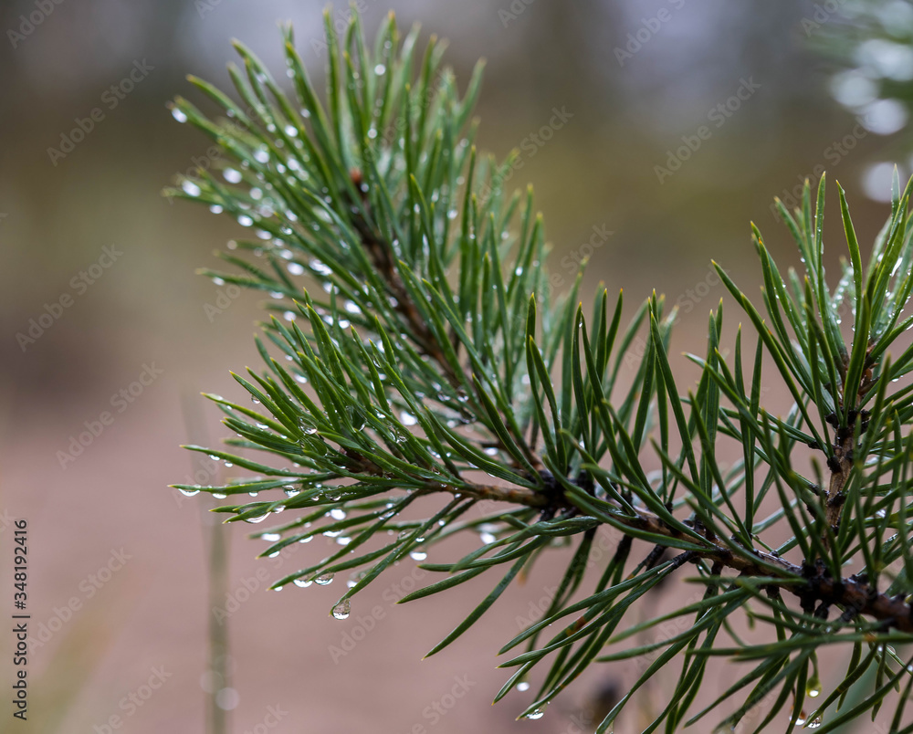 White sea. Spring. Pine trees against the background of the sea and melting snow. White sea. Spring. Pine trees against the background of the sea and melting snow.