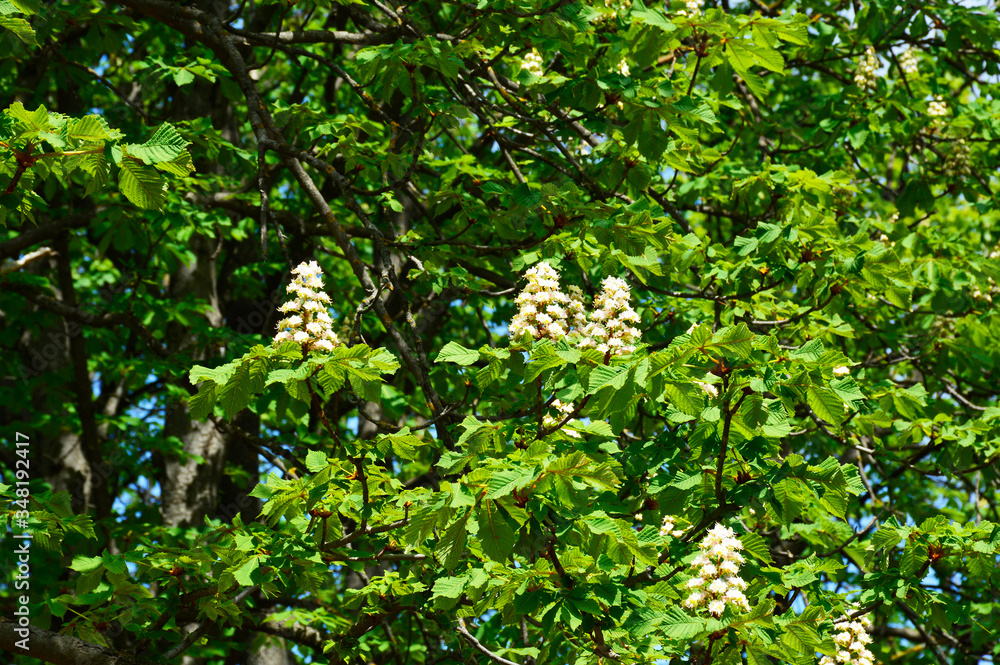 white inflorescences of chestnuts on a background of green foliage in spring in the park