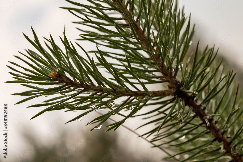 White sea. Spring. Pine trees against the background of the sea and melting snow. White sea. Spring. Pine trees against the background of the sea and melting snow.